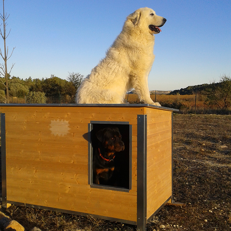 Chien niche pension canine